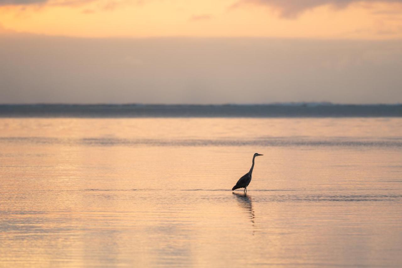 Hakuna Majiwe Beach Lodge Paje Dış mekan fotoğraf